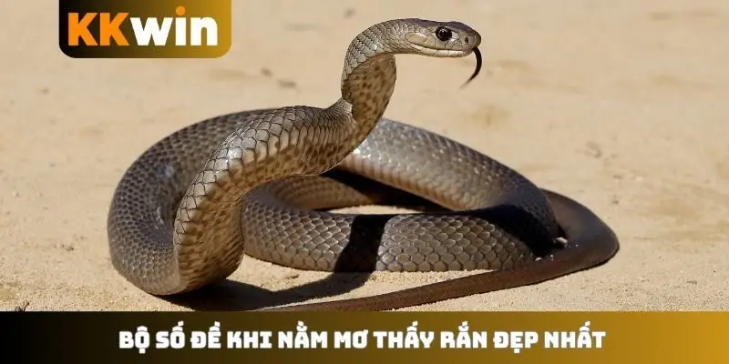 Bộ số đề khi nằm mơ thấy rắn đẹp nhất