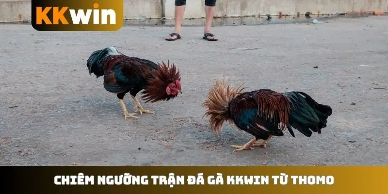 Chiêm ngưỡng trận đá gà KKWIN từ Thomo
