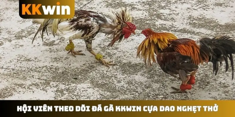 Hội viên theo dõi đá gà KKWIN cựa dao nghẹt thở
