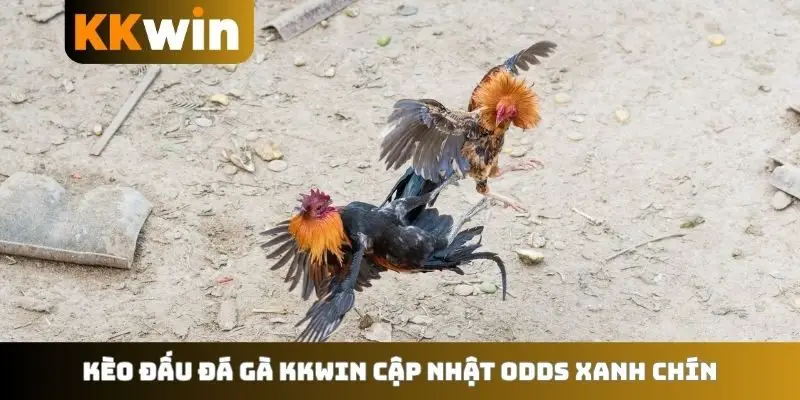 Kèo đấu đá gà KKWIN cập nhật odds xanh chín